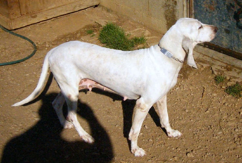 Titane des côteaux de la croix baudin